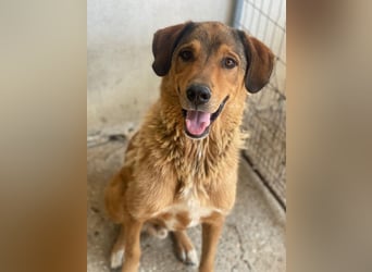 Mikosch, geb. ca. 01/2024, lebt in GRIECHENLAND, im städt. Tierheim Serres