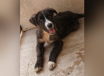 Apollo, geb. ca. 11/2023, lebt in GRIECHENLAND, im städt. Tierheim Serres