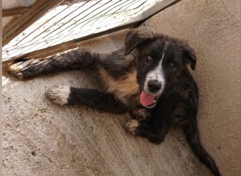 Apollo, geb. ca. 11/2023, lebt in GRIECHENLAND, im städt. Tierheim Serres