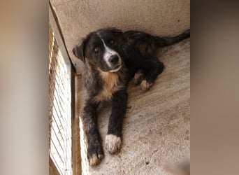 Apollo, geb. ca. 11/2023, lebt in GRIECHENLAND, im städt. Tierheim Serres