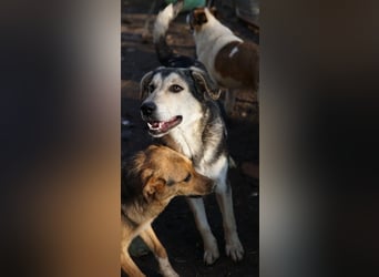 Vojan, geb. ca. 05/2024, lebt in GRIECHENLAND, im städt. Tierheim Serres