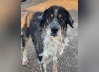 Bente, geb. ca. 04/2020, lebt in GRIECHENLAND, im städt. Tierheim Serres