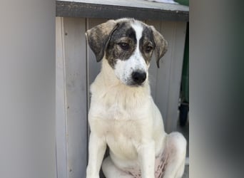 Adele, geb. ca. 02/2024, lebt in GRIECHENLAND, im städt. Tierheim Serres