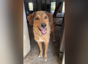 Mikosch, geb. ca. 01/2024, lebt in GRIECHENLAND, im städt. Tierheim Serres