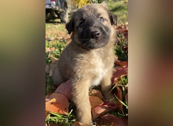 Kalani, geb. ca. 09/2025, lebt in GRIECHENLAND, auf einem Gelände, auf dem die Hunde notdürftig vers