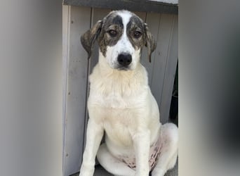 Adele, geb. ca. 02/2024, lebt in GRIECHENLAND, im städt. Tierheim Serres