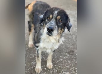 Bente, geb. ca. 04/2020, lebt in GRIECHENLAND, im städt. Tierheim Serres