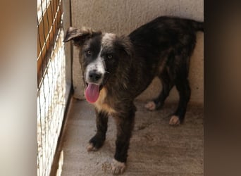 Apollo, geb. ca. 11/2023, lebt in GRIECHENLAND, im städt. Tierheim Serres