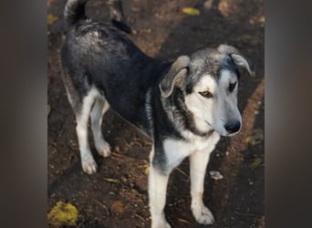 Vojan, geb. ca. 05/2024, lebt in GRIECHENLAND, im städt. Tierheim Serres