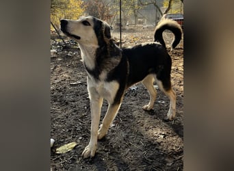 Vojan, geb. ca. 05/2024, lebt in GRIECHENLAND, im städt. Tierheim Serres