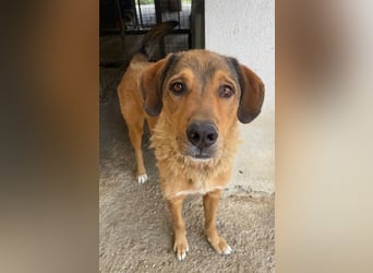 Mikosch, geb. ca. 01/2024, lebt in GRIECHENLAND, im städt. Tierheim Serres