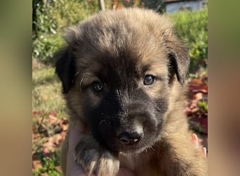 Kalani, geb. ca. 09/2025, lebt in GRIECHENLAND, auf einem Gelände, auf dem die Hunde notdürftig vers