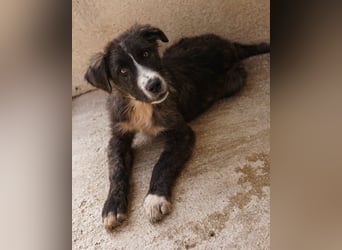 Apollo, geb. ca. 11/2023, lebt in GRIECHENLAND, im städt. Tierheim Serres