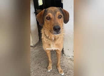 Mikosch, geb. ca. 01/2024, lebt in GRIECHENLAND, im städt. Tierheim Serres