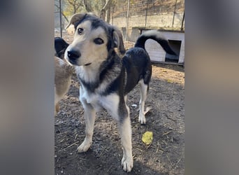 Vojan, geb. ca. 05/2024, lebt in GRIECHENLAND, im städt. Tierheim Serres