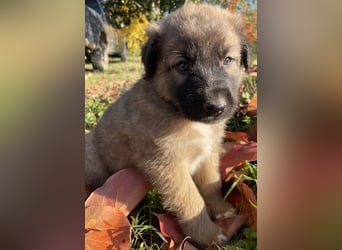 Kalani, geb. ca. 09/2025, lebt in GRIECHENLAND, auf einem Gelände, auf dem die Hunde notdürftig vers