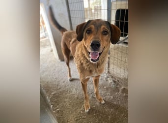 Mikosch, geb. ca. 01/2024, lebt in GRIECHENLAND, im städt. Tierheim Serres