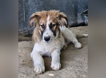 Barkley, geb. ca. 10/2024, lebt in GRIECHENLAND, auf einer privaten Pflegestelle