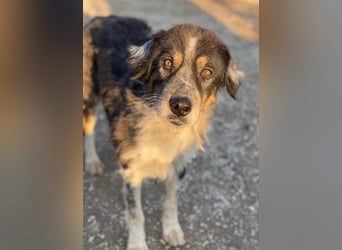 Bente, geb. ca. 04/2020, lebt in GRIECHENLAND, im städt. Tierheim Serres