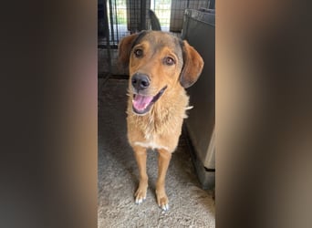 Mikosch, geb. ca. 01/2024, lebt in GRIECHENLAND, im städt. Tierheim Serres