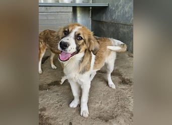 Barkley, geb. ca. 10/2024, lebt in GRIECHENLAND, auf einer privaten Pflegestelle