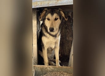 Vojan, geb. ca. 05/2024, lebt in GRIECHENLAND, im städt. Tierheim Serres