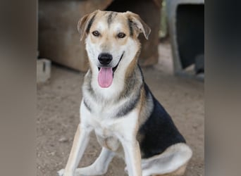 Leo, geb. ca. 12/2023, lebt in GRIECHENLAND, im städt. Tierheim Serres