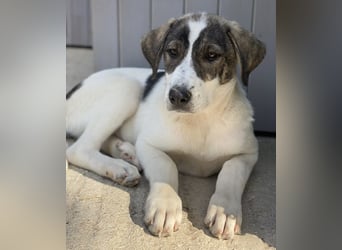 Adele, geb. ca. 02/2024, lebt in GRIECHENLAND, im städt. Tierheim Serres