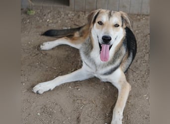 Leo, geb. ca. 12/2023, lebt in GRIECHENLAND, im städt. Tierheim Serres