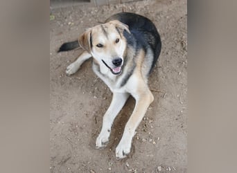 Leo, geb. ca. 12/2023, lebt in GRIECHENLAND, im städt. Tierheim Serres