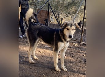 Vojan, geb. ca. 05/2024, lebt in GRIECHENLAND, im städt. Tierheim Serres