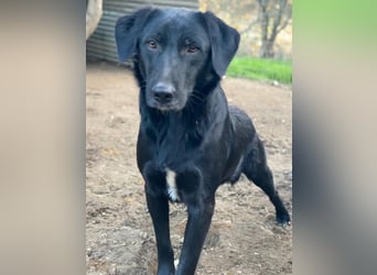 Taco Junior, geb. ca. 05/2024, lebt in GRIECHENLAND, auf einer privaten Pflegestelle