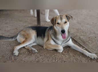 Leo, geb. ca. 12/2023, lebt in GRIECHENLAND, im städt. Tierheim Serres