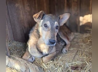 süsse Aika sucht ihr Zuhause