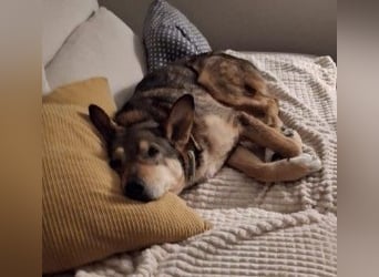 AIKA - liebenswerte Seniorin sucht ihr eigenes Zuhause