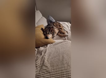 lernwillige AIKA sucht ihr Zuhause