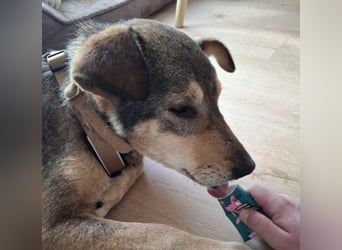 lernwillige AIKA sucht ihr Zuhause