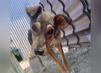 lernwillige AIKA sucht ihr Zuhause