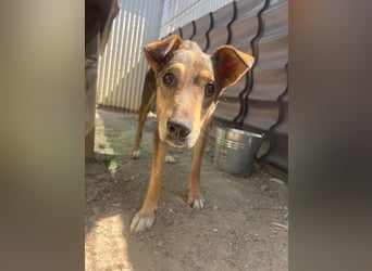 lernwillige AIKA sucht ihr Zuhause