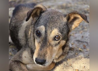 süsse Aika sucht ihr Zuhause