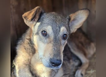 süsse Aika sucht ihr Zuhause