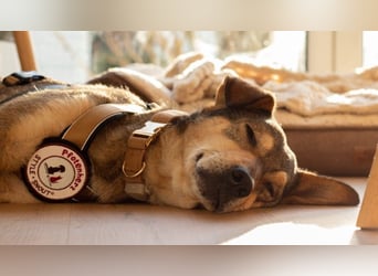 AIKA - sanfte, bildhübsche Hündin sucht Geduld & Vertrauen