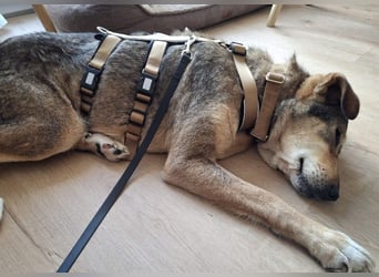 lernwillige AIKA sucht ihr Zuhause