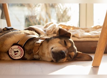 AIKA - sanfte, liebenswerte Hündin sucht Geduld & Vertrauen