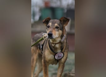 AIKA - sanfte, bildhübsche Hündin sucht Geduld & Vertrauen