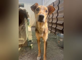 AIKA - sanfte, liebenswerte Hündin sucht Geduld & Vertrauen