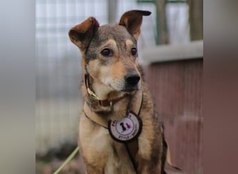 AIKA - sanfte, liebenswerte Hündin sucht Geduld & Vertrauen