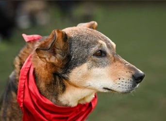 AIKA - liebenswerte Seniorin sucht ihr eigenes Zuhause