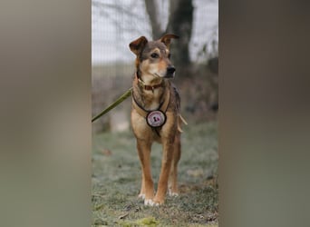 AIKA - sanfte, bildhübsche Hündin sucht Geduld & Vertrauen