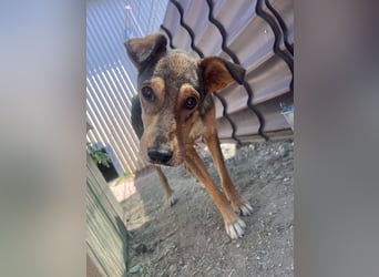 lernwillige AIKA sucht ihr Zuhause